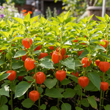Chinese Lantern Flower Seeds for Decorative Outdoor Garden Planting