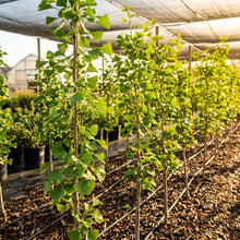 Ginkgo biloba Seeds for Planting