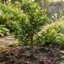 Hardy Orange Seeds for Planting
