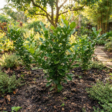 Thai Kaffir Lime Seeds for Planting
