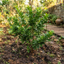Kagzi Lime Seeds for Planting
