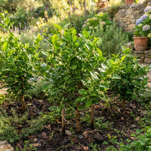 Key Lime (Citrus aurantifolia) Seeds for Planting