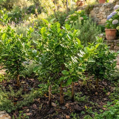 Key Lime (Citrus aurantifolia) Seeds for Planting