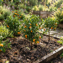 Kumquat Seeds for Planting