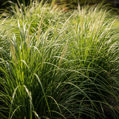 Miscanthus Sinensis Grass Seeds for Landscape Borders
