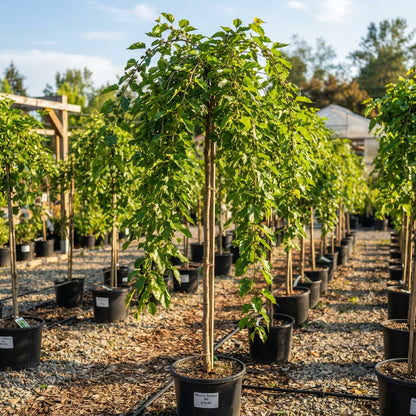 Weeping Mulberry Morus alba 'Pendula Seeds for Planting