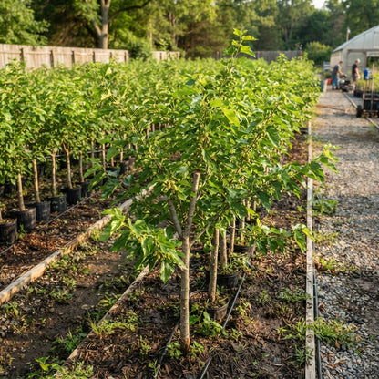 White Mulberry Seeds for Planting