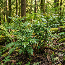 Oregon Grape Seeds for Planting