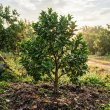 Pomelo Tree Seeds for Planting