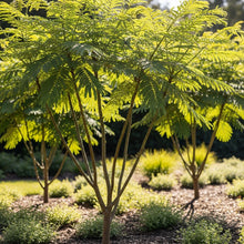 Silk Tree Seeds for Outdoor Decorative Landscape Planting