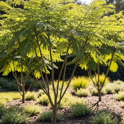 Silk Tree Seeds for Outdoor Decorative Landscape Planting