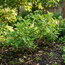 Silky Dogwood Seeds for Planting