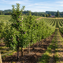 Black Apple Seeds for Planting