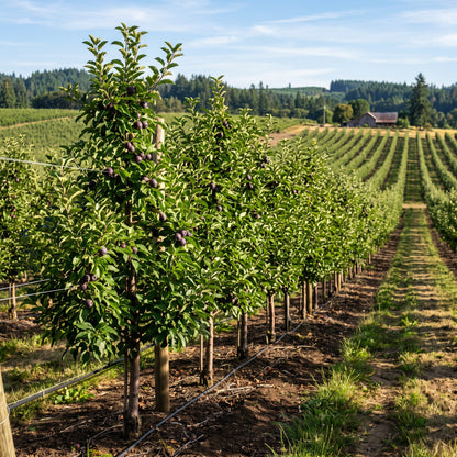 Black Apple Seeds for Planting