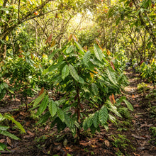 Cocoa Seeds for Planting