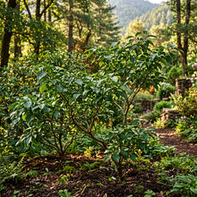 Himalayan Dogwood Seeds for Planting