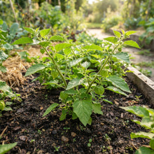 Peruvian Ground Cherry (Cape Gooseberry) Seeds for Planting