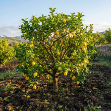Femminello Lemon Seeds for Planting