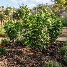 Eureka Lemon Seeds for Planting