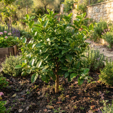 Verna Lemon Seeds for Planting