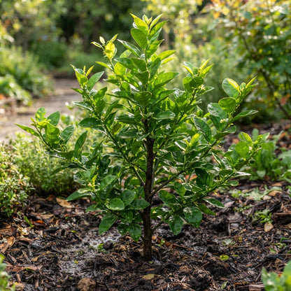 Lime Tree (Citrus aurantifolia) Seeds for Planting