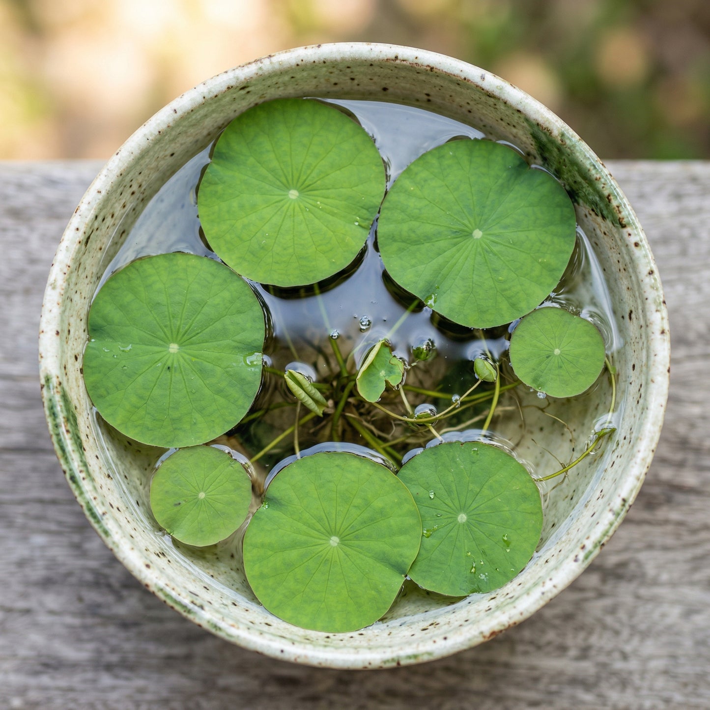 Mixed Color Lotus Seeds – Bowl Lotus Aquatic Seeds for Indoor Bonsai & Outdoor Ponds