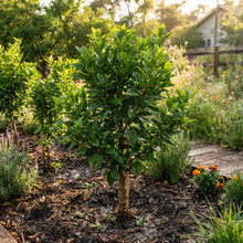 Valencia Orange Seeds for Planting