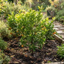 Orange Calamondin Seeds for Planting