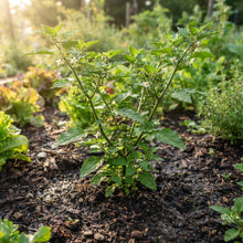 Wonderberry Seeds for Planting