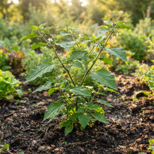 Solanum nigrum Seeds for Planting
