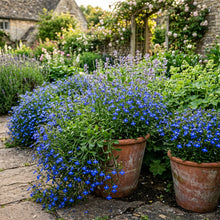 Lobelia Erinus Flower Seeds for Borders & Container Gardens