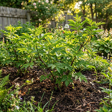 Sambucus sachalinensis (Elderberry) Seeds for Planting