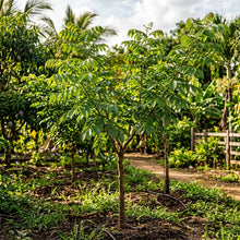 Mamoncillo (Spanish Lime) Seeds for Planting