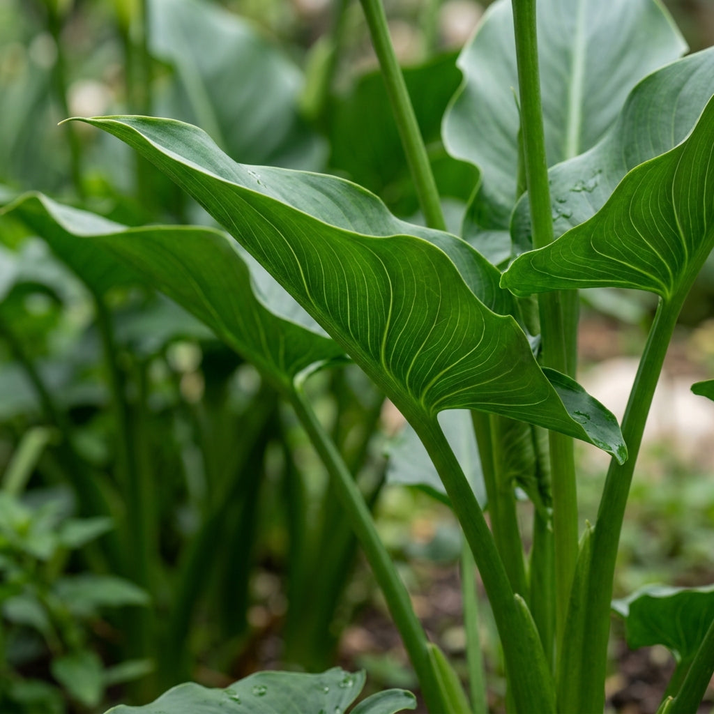 Zantedeschia Aethiopica Seeds - White Calla Lily Flower Seeds for Garden