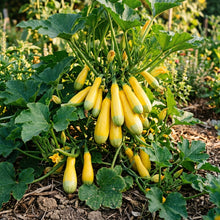 Summer Squash Zephyr Seeds – Summer Squash Seeds for Home Garden