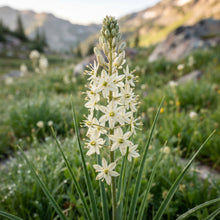 Zigadenus elegans Seeds for Garden Planting