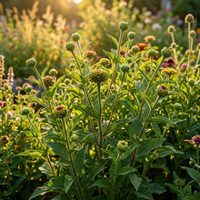 Zinnia Elegans Scabiosa Mix Flower Seeds For Planting