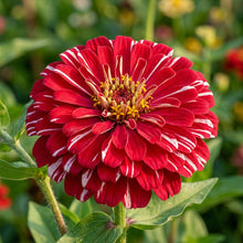 Zinnia Imported Stripe Red Seeds – Decorative Blooms