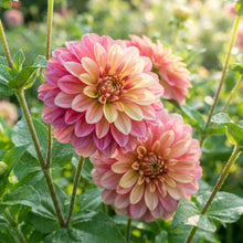 Zinnia Raspberry Lemonade Flower Seeds for Planting