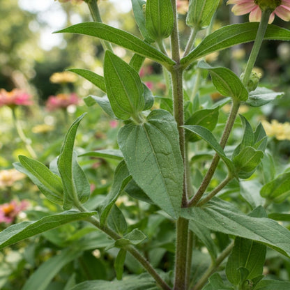 Zinnia Raspberry Lemonade Flower Seeds for Planting
