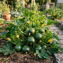 Zucchini Ronde De Nice Seeds – Zucchini Seeds for Home Garden