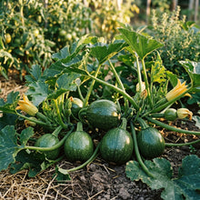 Zucchini Ronde De Nice Seeds – Zucchini Seeds for Home Garden