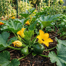 Round Hybrid Zucchini Seeds – Zucchini Squash Seeds for Home Gardening