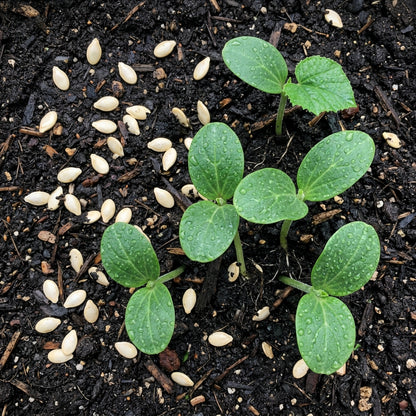 Climbing Zucchini Seeds – Vertical Zucchini Seeds for Home Garden