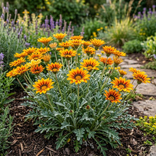 Zulu Prince Daisy Flower Seeds