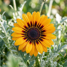 Zulu Prince Daisy Flower Seeds