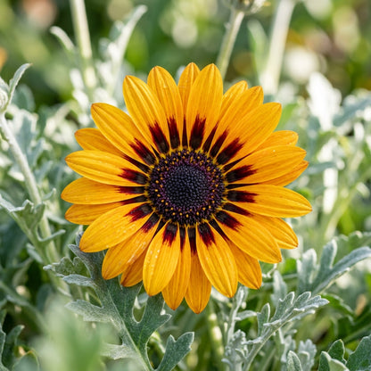 Zulu Prince Daisy Flower Seeds