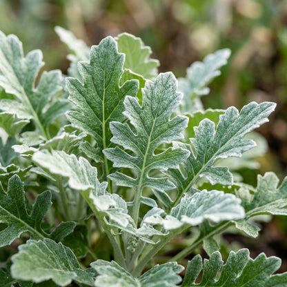 Zulu Prince Daisy Flower Seeds