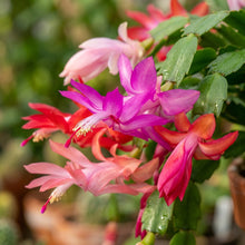 Zygocactus (Schlumbergera) Seeds for Planting