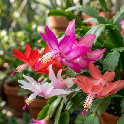 Zygocactus (Schlumbergera) Seeds for Planting